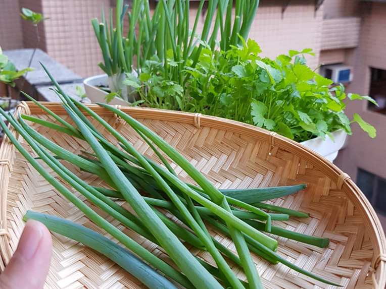 Beef Noodles-Spring onion